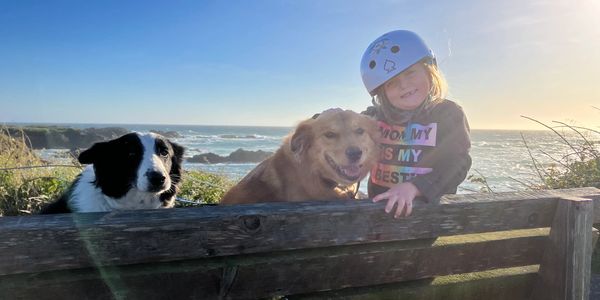 Dog Rest