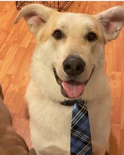 Dog with Tie