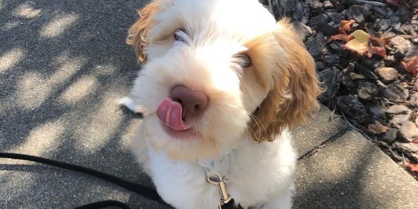 Dog Licks