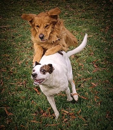 Fun & Playtime