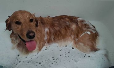 Bathing Beauty before getting groomed