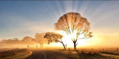 Love Living Light tree with rays symbolizing the Creator's light shining through us!
