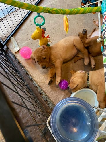 small brown puppy playing in a pen and another is asleep