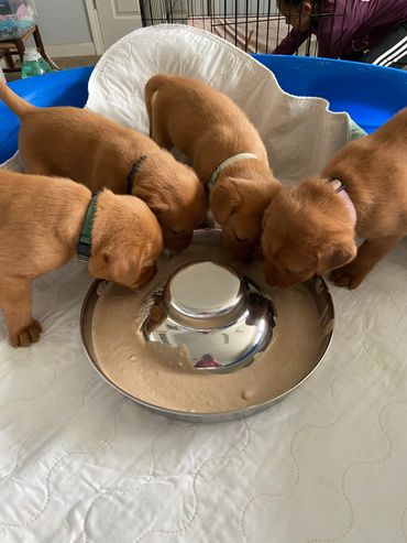 a group of puppies eating from a bowl on a white mat