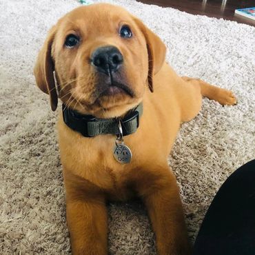 brown colored puppy with black collar looking at the camera