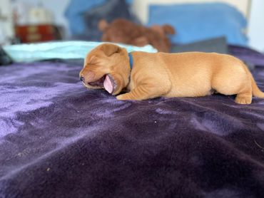 small sleepy puppy on a purple sheet