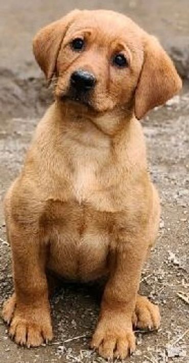 Closeup of a brown dog looking at someone