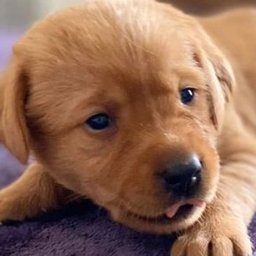 A puppy laying down on a purple cloth