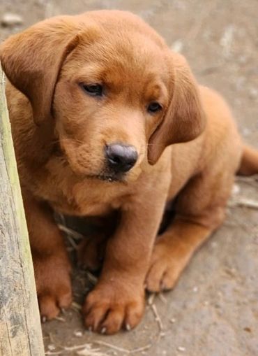 Riven Rock Reds puppies image