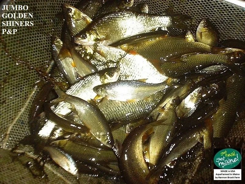 75+ Live Feeder Fish Black Tuffies/Fathead Minnow (FREE 2-Day S) GUARANTEE  ALIVE