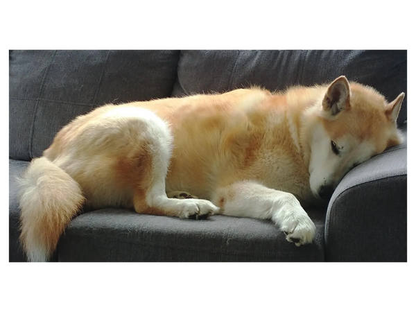 Hatchi, notre chien qui vous accueil à votre arrivée.