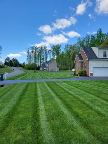 Freshly mowed lawns with striped patterns in a suburban neighborhood under a blue sky.