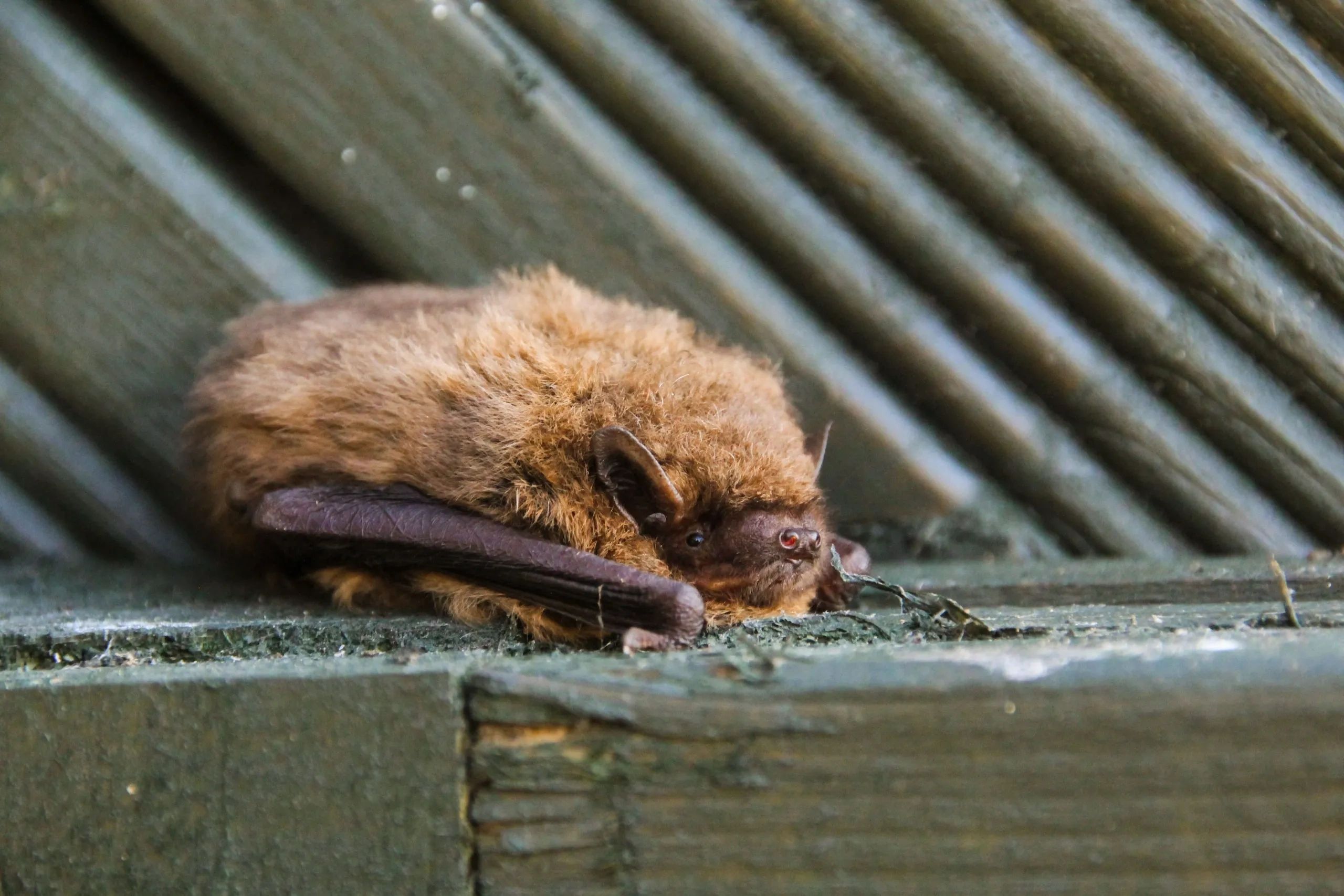 A pipistrelle bat resting on the timbers of a roof