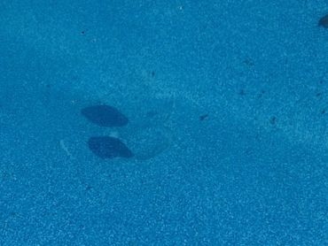 Multiple patches on a swimming pool liner.