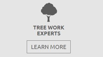 tree work experts