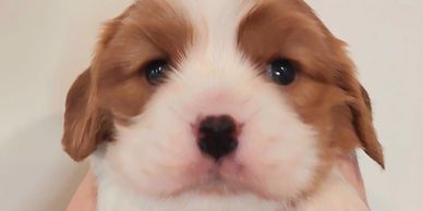 8 week old King Charles Cavalier Spaniel