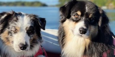 2 Australian Shepherds