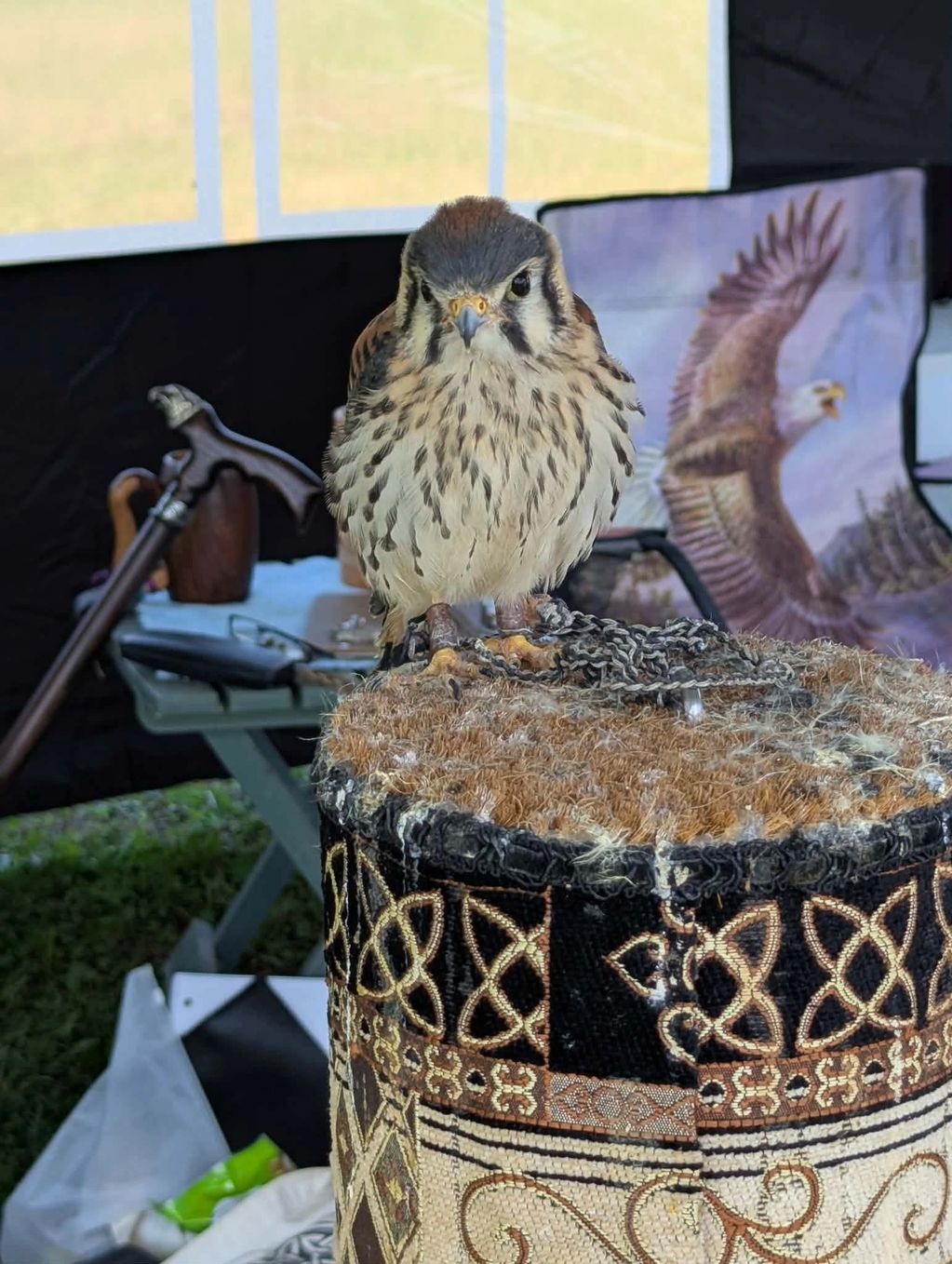 Small falcon perched on a decorated stand.