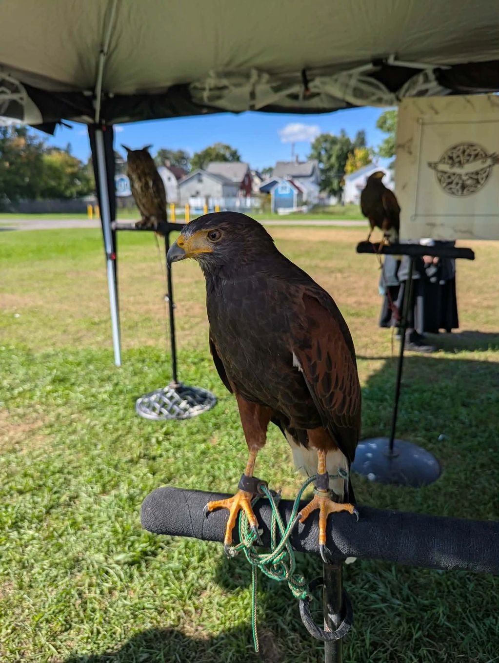 A hawk perched on a stand under a tent on a sunny day.