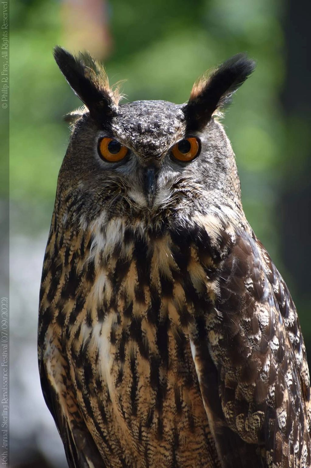Close-up of a Eurasian eagle-owl with bright orange eyes.