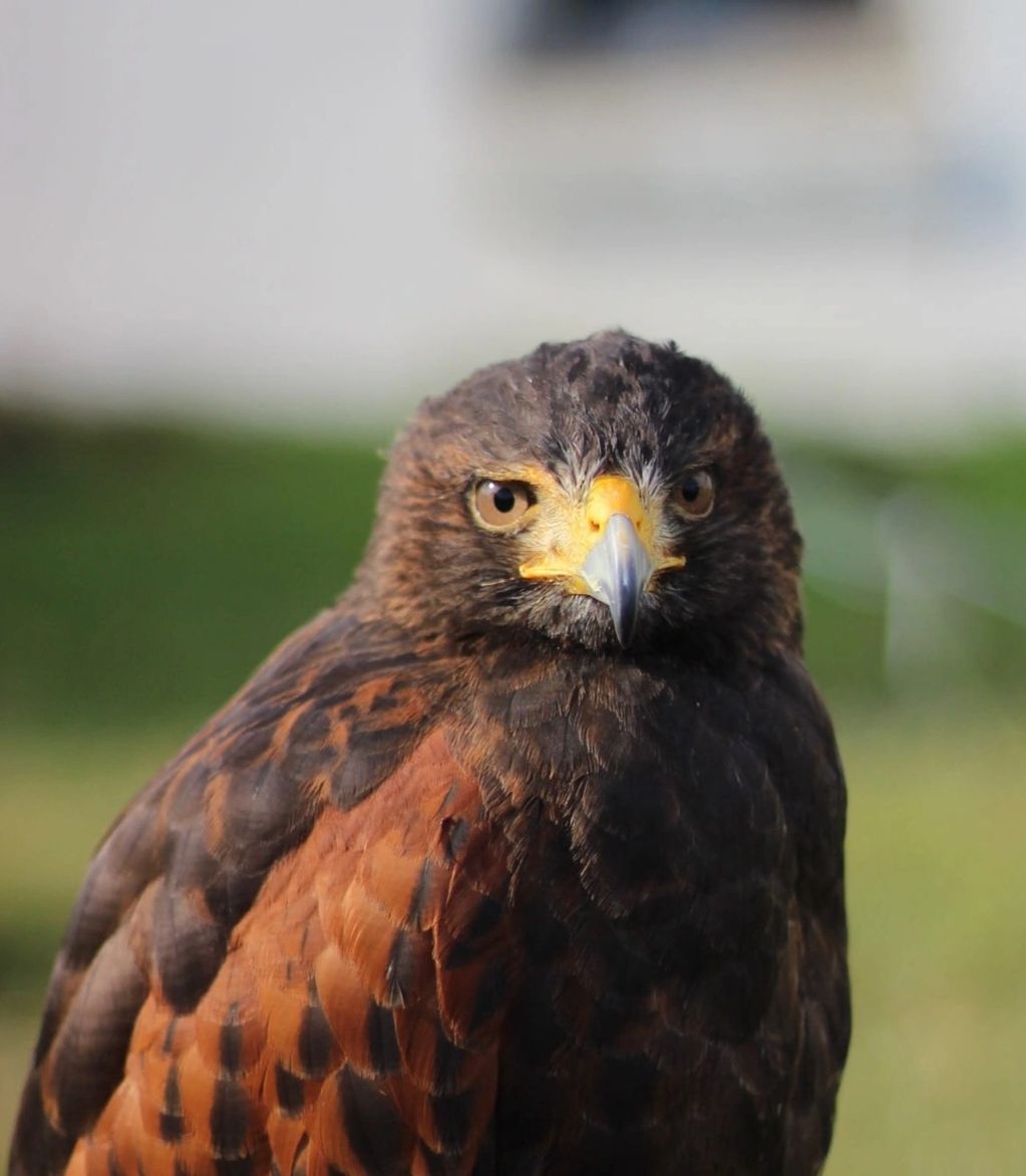 Close-up of a hawk with piercing eyes.