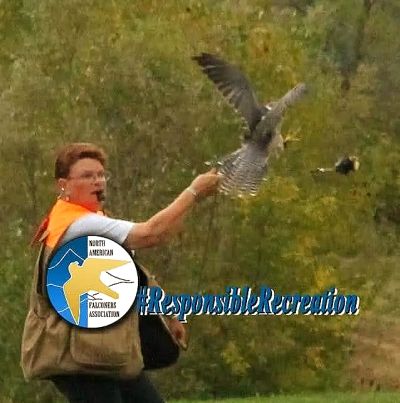 Person releasing a falcon with #ResponsibleRecreation hashtag.