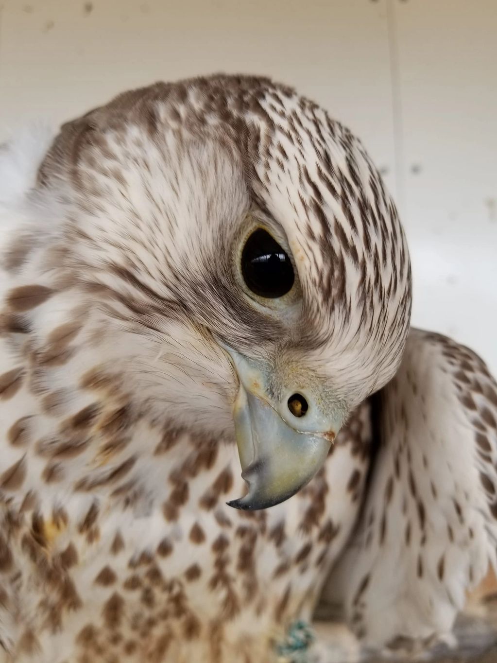 Close-up of a falcon's head showing detailed feathers and sharp beak.