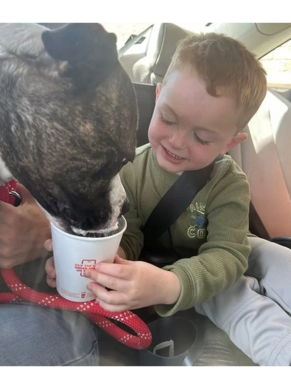 A young boy happily shares a treat with a dog inside a car.