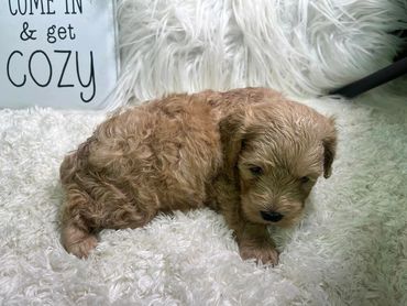 Available now, accepting deposits 04/20/24 Miniature Poodles $1300.00