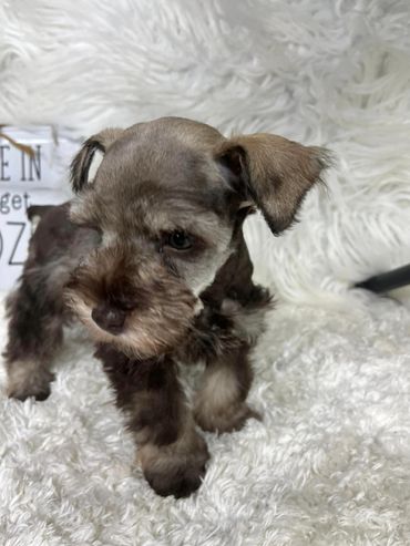 Available now, accepting deposits 04/20/24 miniature Schnauzer Liver Tan