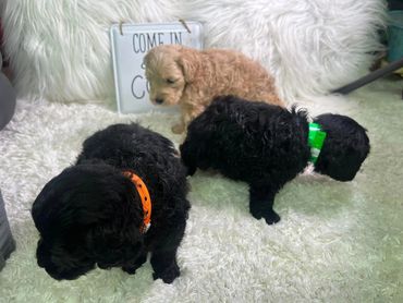 Miniature Poodles $1300.00 each