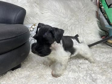 Available now, accepting deposits 04/20/24 $1300.00