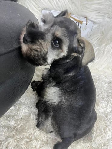 Available now, accepting deposits 04/20/24 $1300.00