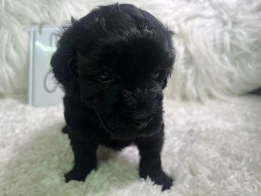 Available now, accepting deposits 04/20/24 Minature Poodle $1300.00