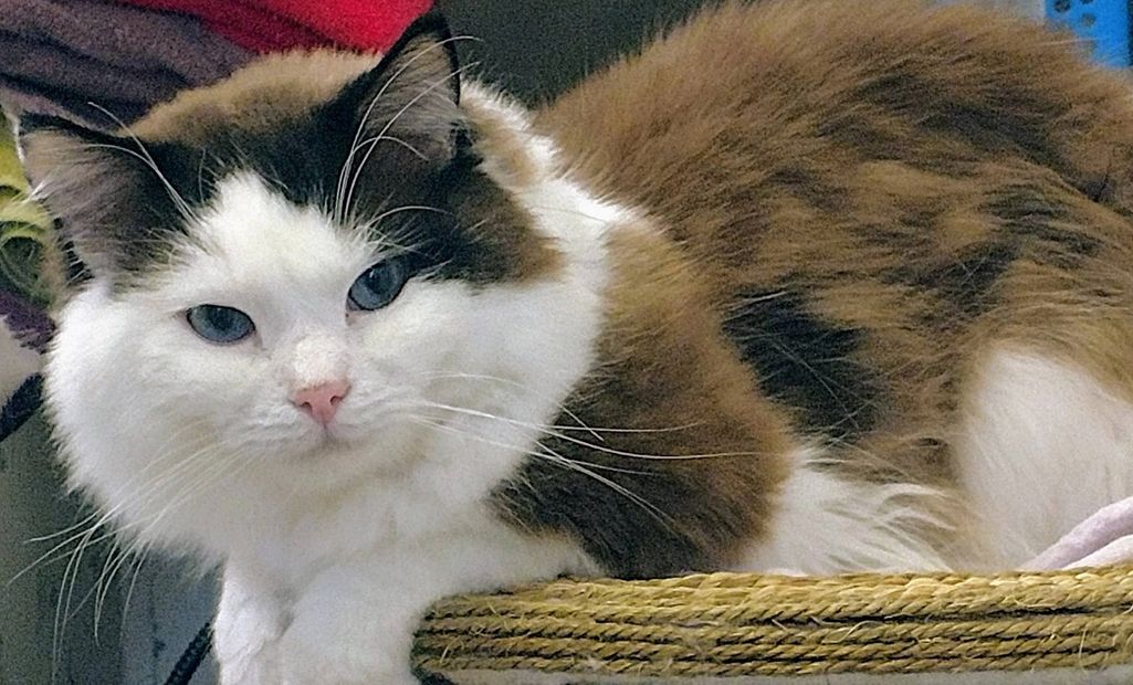 seal mink bicolor breeder ragdoll