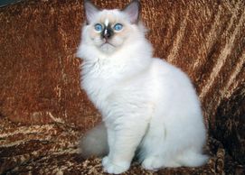 chocolate point mitted ragdoll