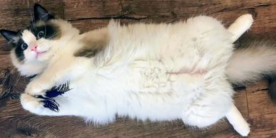 seal point bicolor ragdoll