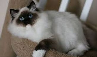 seal point mitted ragdoll