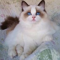 chocolate point bicolor ragdoll