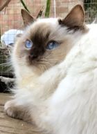 chocolate point ragdoll