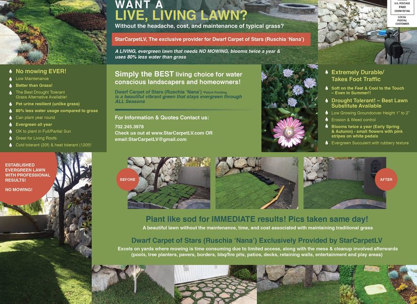 StarCarpet mailing flyer