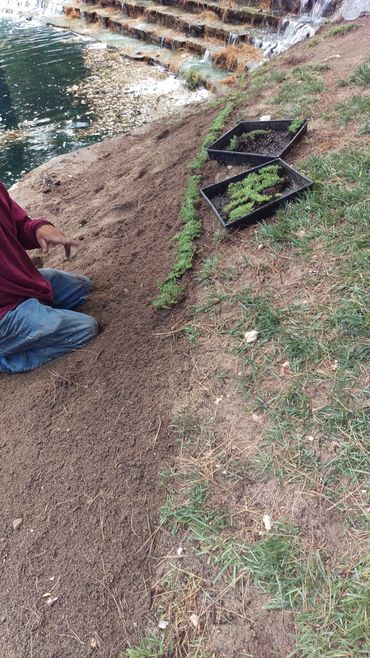 Plugging and starting a picture frame to separate the newly planted Dwarf Carpet of Stars from grass