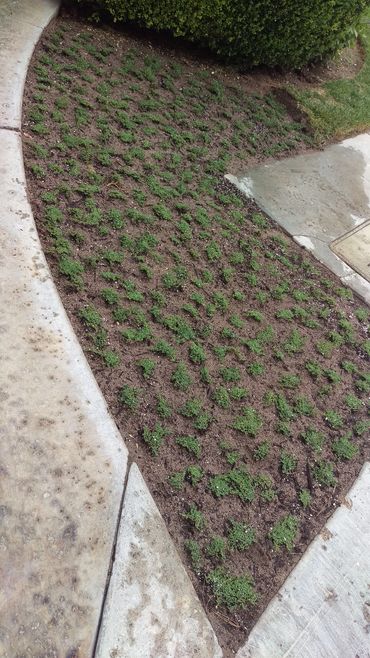 Dwarf Carpet of Stars (Ruschia Nana) in Las Vegas! Subterranean for irrigation. SNWA Approved.