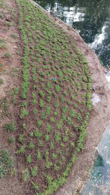 StarCarpet™ does great around the water front and hard to grow areas !
StarCarpetLV