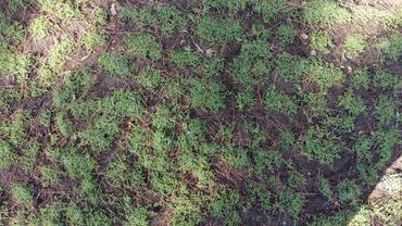 "Plugging" can be spaced according to your wants/needs and budget. Closer will connect faster.