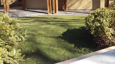 StarCarpetLV yard at Springs Preserve in Las Vegas, NV. www.starcarpetlv.com