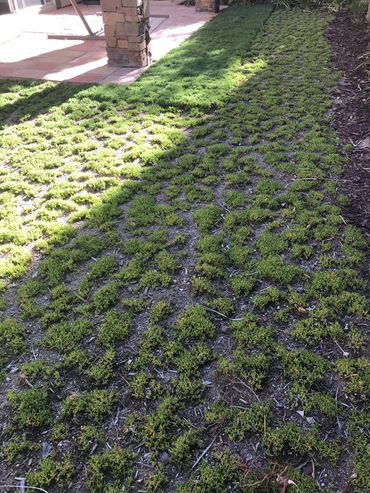 StarCarpet plugging in combination with flats laid like sod. StarCarpetLV