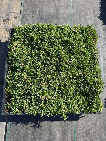 StarCarpet® like sod