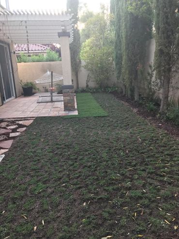 Dwarf Carpet of Stars in Las Vegas! A mix of both sod style and "plugging" flats.