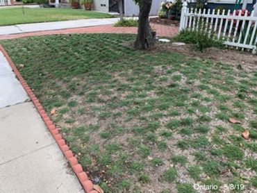 Dwarf Carpet of Stars plugged in a front yard! Soon it will connect and have the appearance of sod.